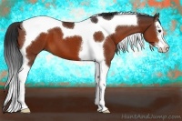 Horse Color:Bay Sabino Splash Tobiano 