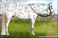 Horse Color:Buckskin Appaloosa
