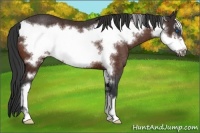 Horse Color:Bay Frame Rabicano 