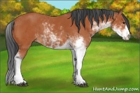 Horse Color:Bay Sabino 