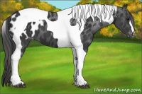 Horse Color:Black Tobiano Appaloosa 