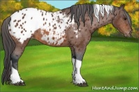 Horse Color:Bay Tobiano Blanket 
