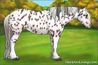 Horse Color:Bay Tobiano Appaloosa