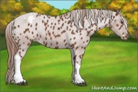 Horse Color:Chestnut Tobiano Appaloosa 