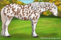 Horse Color:Chestnut Splash Appaloosa 