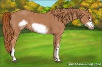 Horse Color:Chestnut Frame 