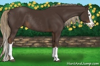 Horse Color:Liver Chestnut Splash Rabicano