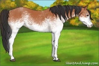 Horse Color:White Spotted Bay