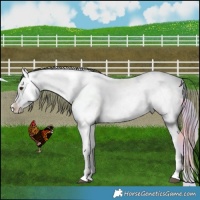 Horse Color:Nacre Liver Chestnut Near Fewspot 
