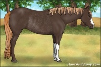 Horse Color:Liver Chestnut Rabicano 