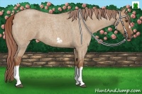 Horse Color:Red Dun Roan Splash Frame Rabicano 