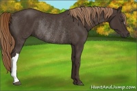 Horse Color:Liver Chestnut Rabicano 