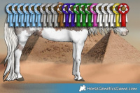 Horse Color:Liver Chestnut Mushroom Splash Rabicano