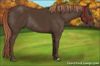 Horse Color:Liver Chestnut Rabicano 