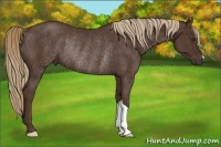 Horse Color:Liver Chestnut Rabicano 