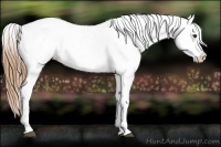 Horse Color:Red Dun Near Leopard