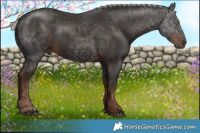 Horse Color:Liver Chestnut Mushroom Rabicano 
