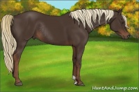Horse Color:Liver Chestnut Rabicano 