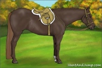 Horse Color:Liver Chestnut Rabicano 