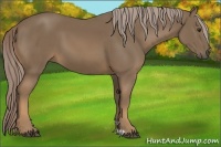 Horse Color:Chocolate Palomino 