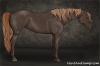 Horse Color:Liver Chestnut Rabicano 
