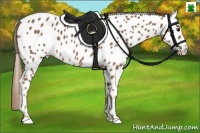 Horse Color:Chestnut Appaloosa 