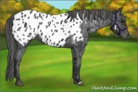 Horse Color:Black Appaloosa