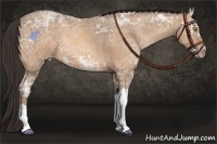 Horse Color:Amber Champagne Ice