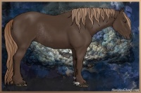 Horse Color:Liver Chestnut Rabicano 