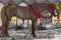 Horse Color:Liver Chestnut Rabicano 