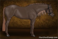Horse Color:Liver Chestnut Rabicano 