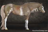 Horse Color:White Spotted Chocolate Palomino