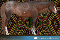 Horse Color:Liver Chestnut Rabicano 