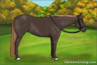Horse Color:Liver Chestnut Rabicano 