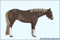 Horse Color:Liver Chestnut Rabicano 