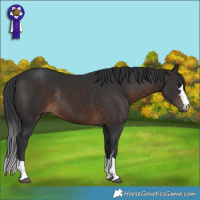 Horse Color:Brown Rabicano