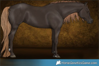 Horse Color:Liver Chestnut Rabicano 