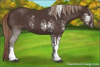 Horse Color:White Spotted Liver Chestnut Sabino Rabicano