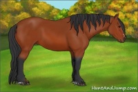 Horse Color:Bay Sabino