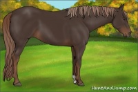 Horse Color:Liver Chestnut