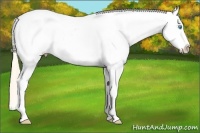 Horse Color:Perlino Roan Appaloosa 