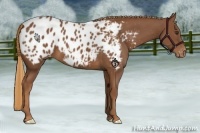 Horse Color:Chestnut Appaloosa 