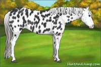 Horse Color:Black Tobiano Varnish Rabicano 