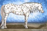 Horse Color:Chocolate Palomino Appaloosa 