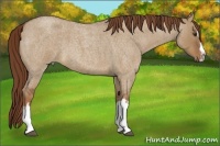 Horse Color:Red Dun Roan Splash Frame Rabicano 