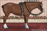 Horse Color:Chestnut Splash 