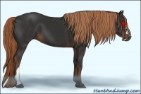 Horse Color:Liver Chestnut 