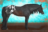 Horse Color:Brown Appaloosa 
