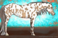 Horse Color:Amber Champagne Appaloosa 