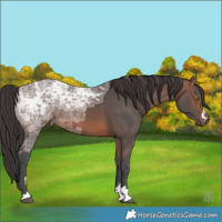 Horse Color:Brown Ice 